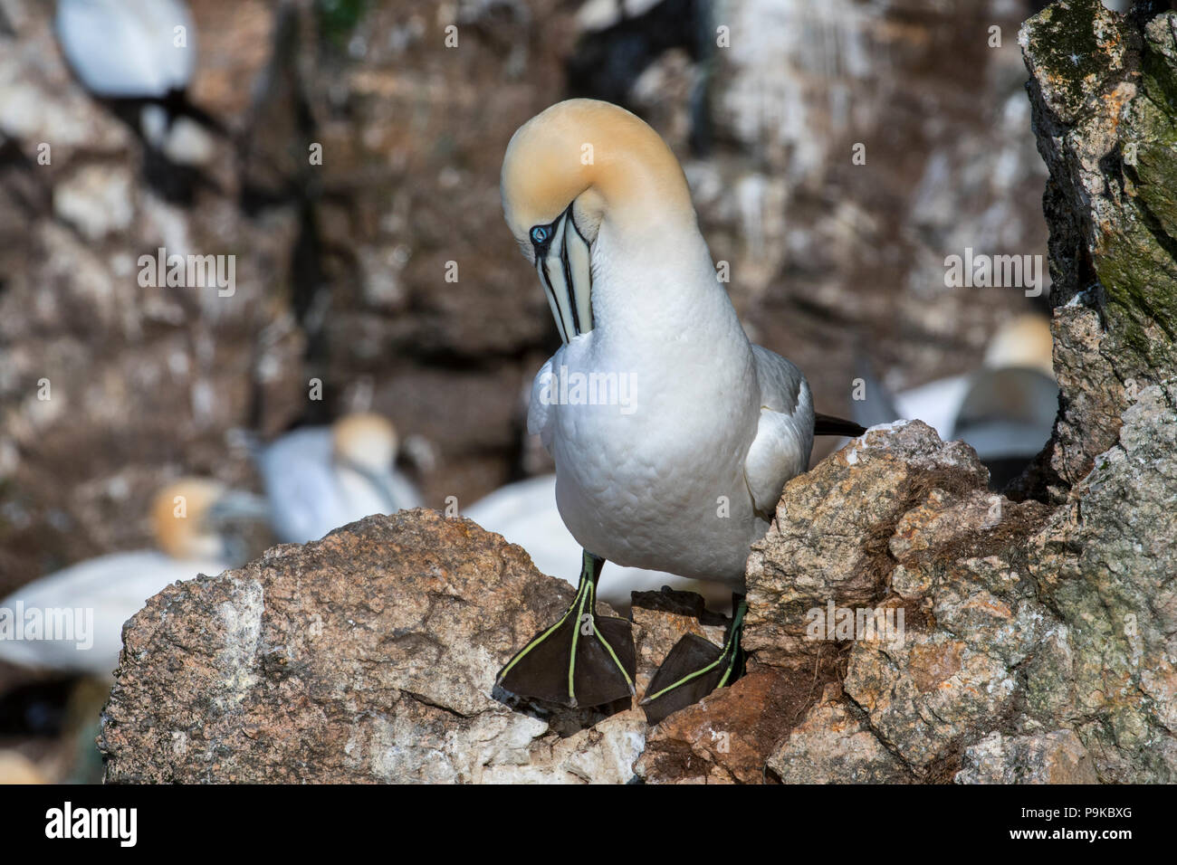 Northern gannet (Morus bassanus) sulla sporgenza di roccia preening piume in scogliera sul mare a colonia di pinguini in primavera, Scotland, Regno Unito Foto Stock