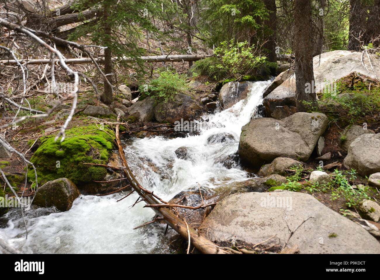 Il cristallo di montagna chiara stream in Idaho montagne a nord di Mackay Idaho Foto Stock