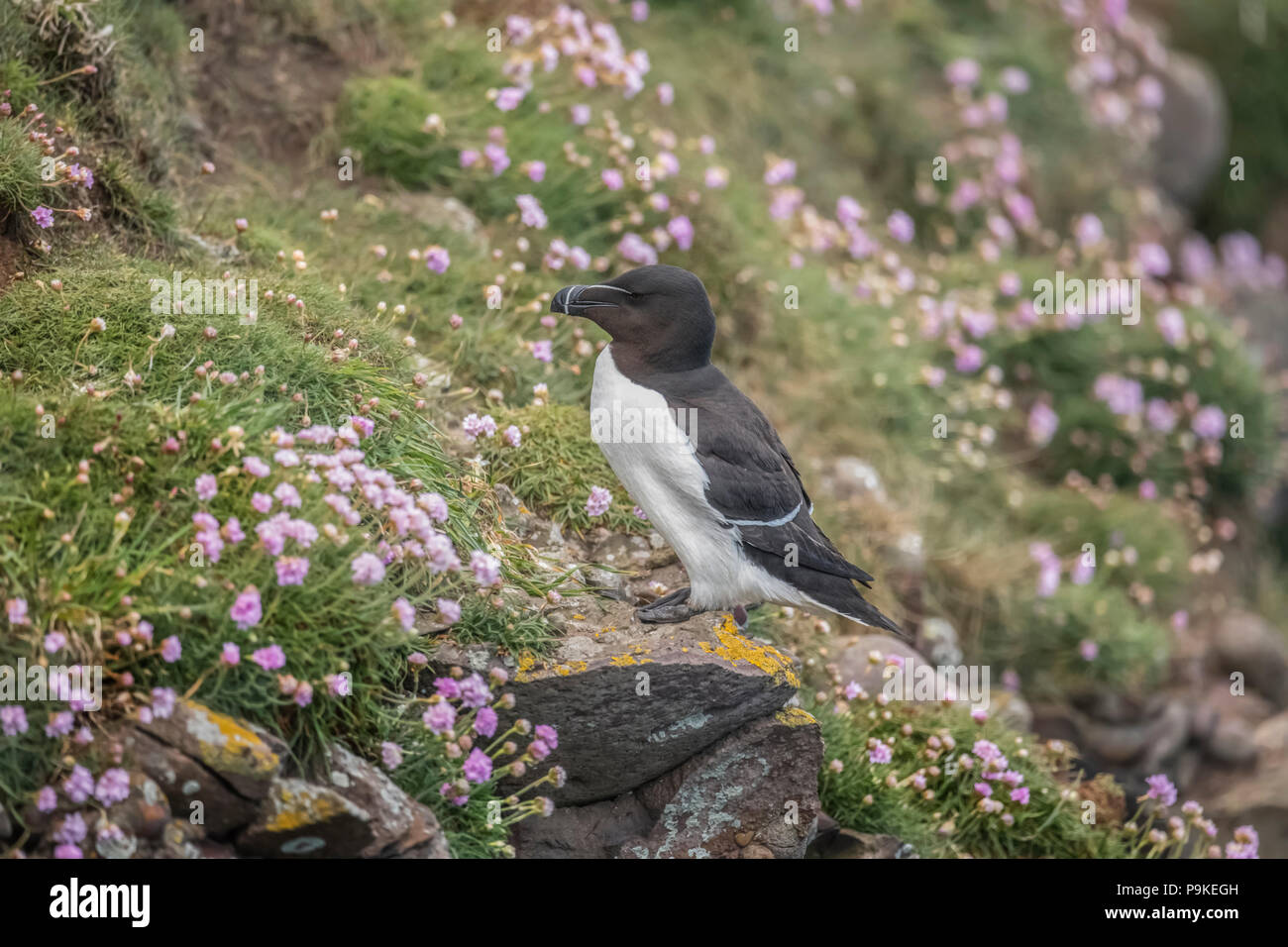 Razorbill, alca torda, in piedi su una scogliera, circondato da fiori di parsimonia, in Scozia in Primavera Foto Stock