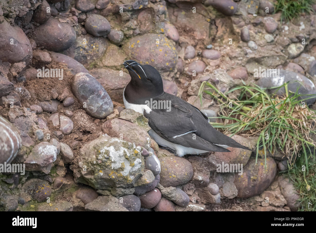 Razorbill, alca torda, su una scogliera in Scozia in Primavera, close up Foto Stock