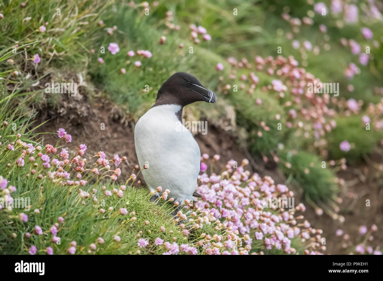 Razorbill, alca torda, in piedi su una scogliera, circondato da fiori di parsimonia, in Scozia in Primavera Foto Stock