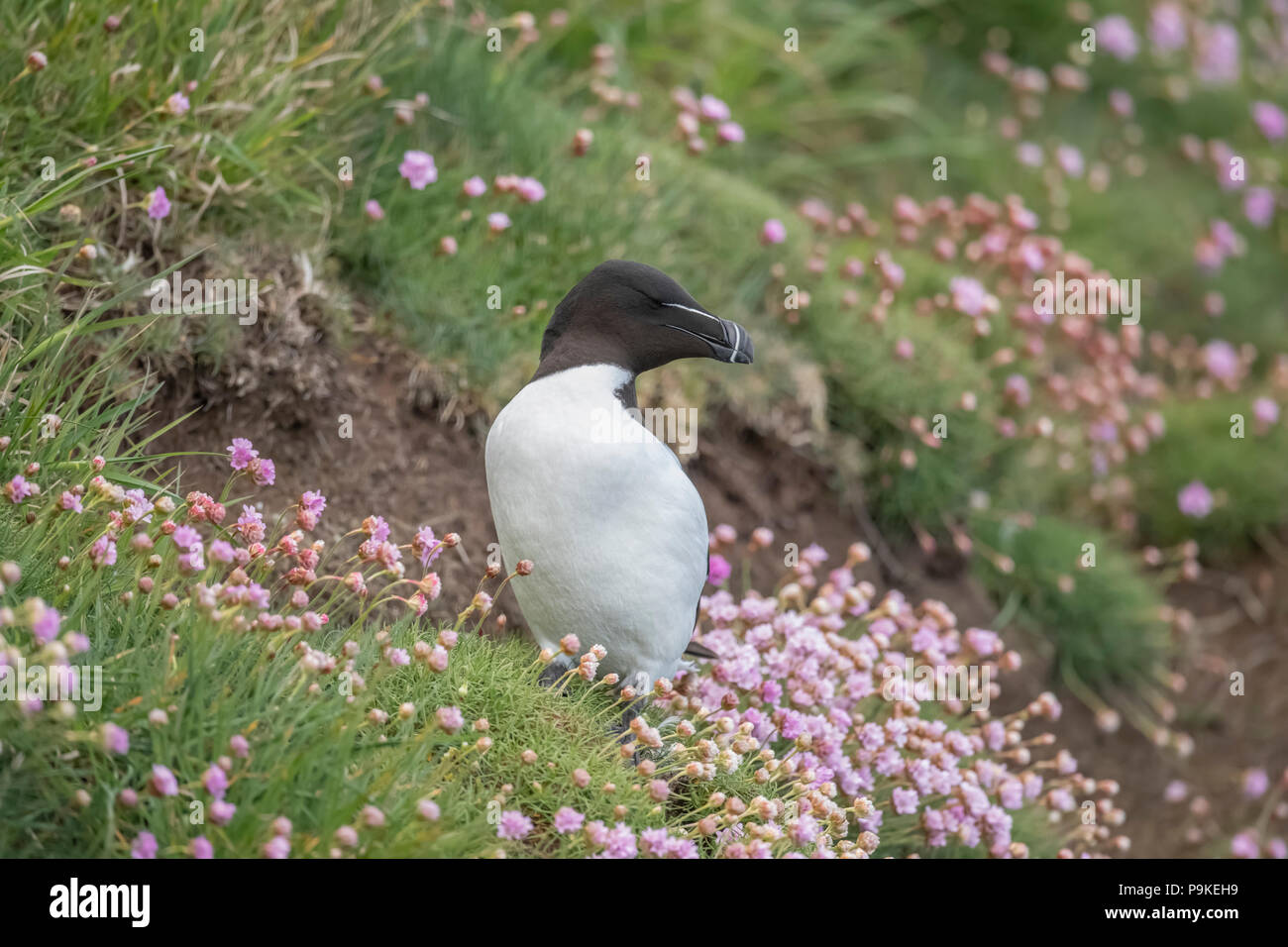 Razorbill, alca torda, in piedi su una scogliera, circondato da fiori di parsimonia, in Scozia in Primavera Foto Stock