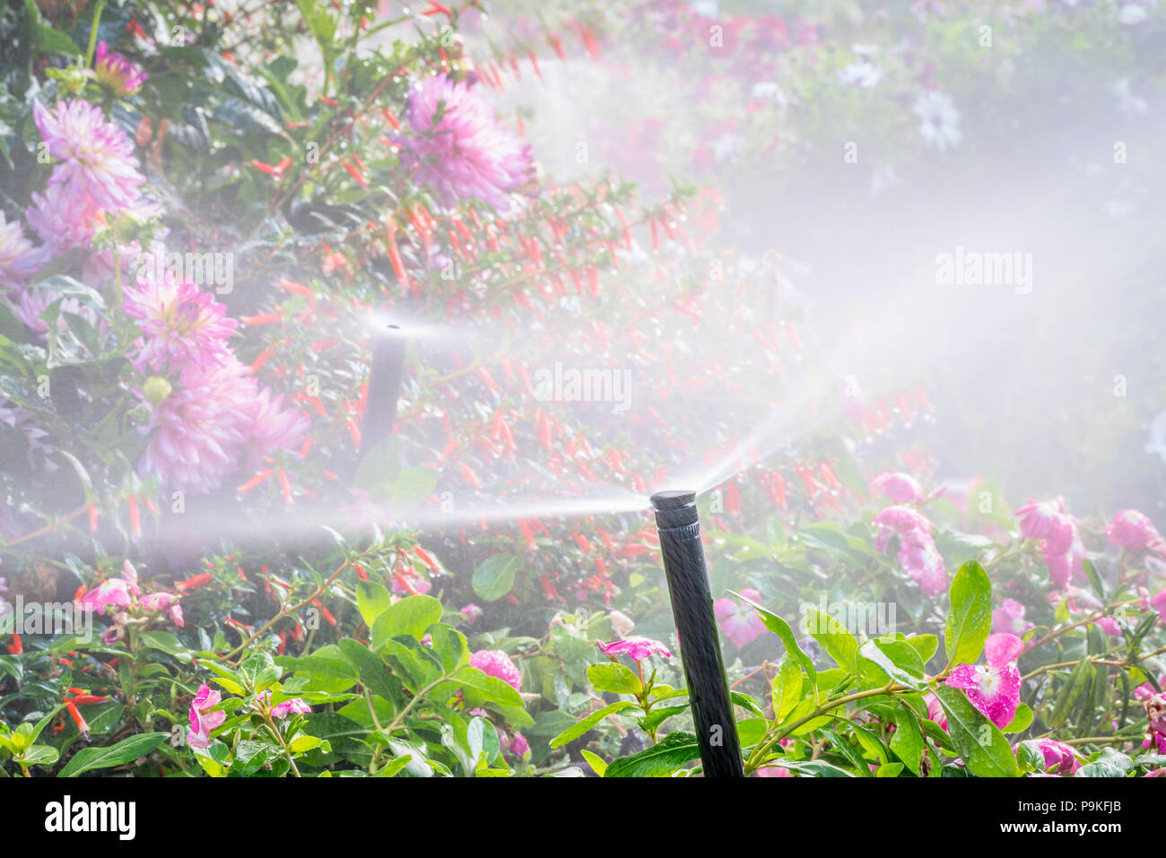 Sprinkler acqua in esecuzione in un giardino con una varietà di fiori Foto Stock