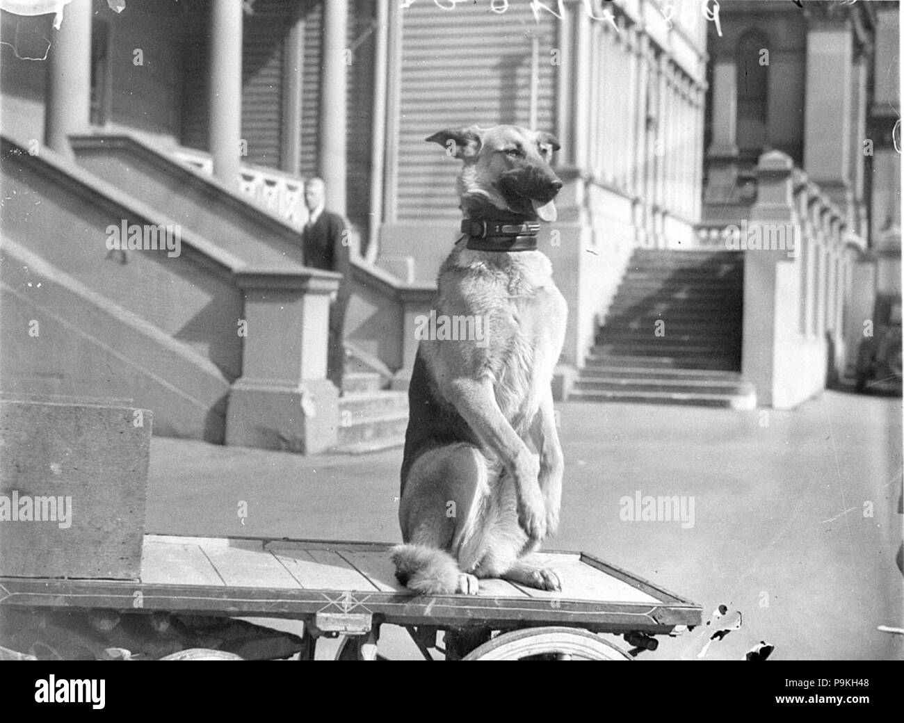 264 42878 SLNSW un cane fa un gesto accattivante da un dogcart Foto Stock