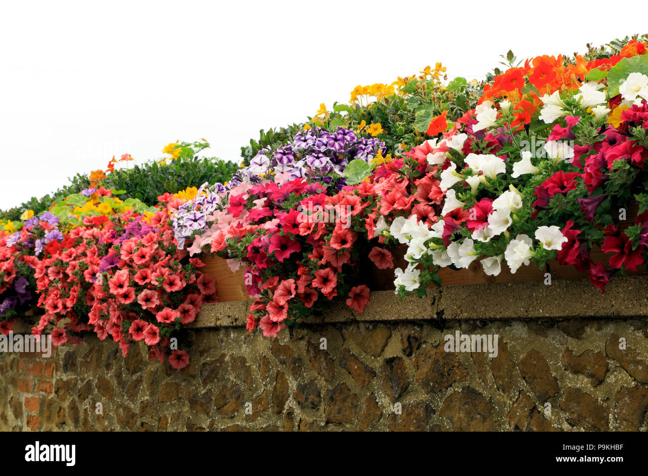 Muro del giardino, nelle petunie, viola, rosso, rosa, bianco, colori di giallo Foto Stock