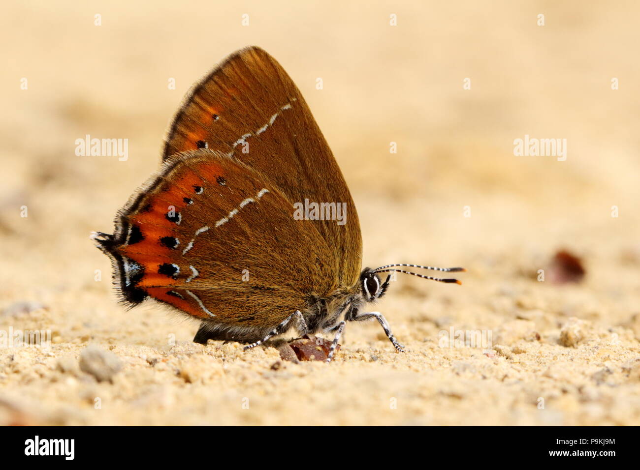 Hairstreak nero Butterfly di riposo in ombra sul suolo caldo Foto Stock