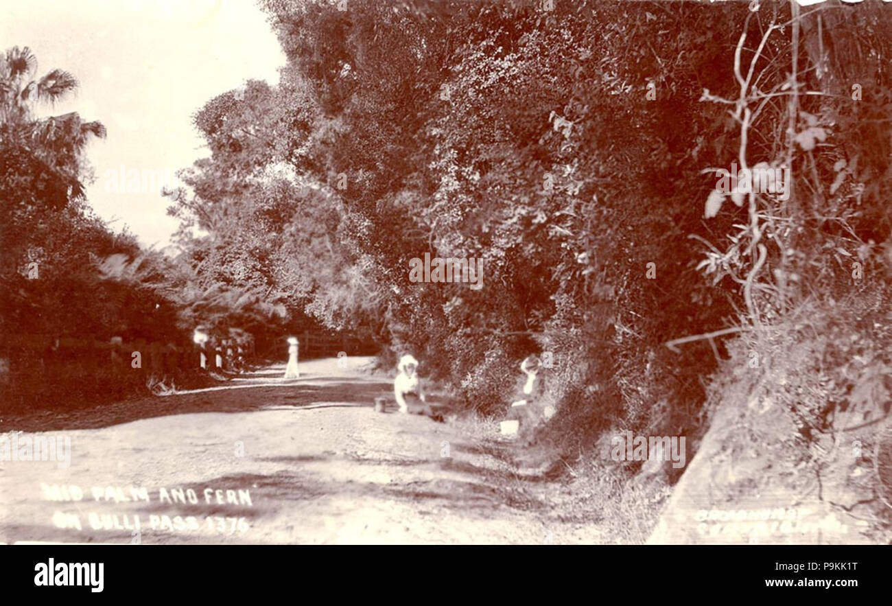 277 796161 SLNSW metà palm e la felce sul Bulli Pass Foto Stock