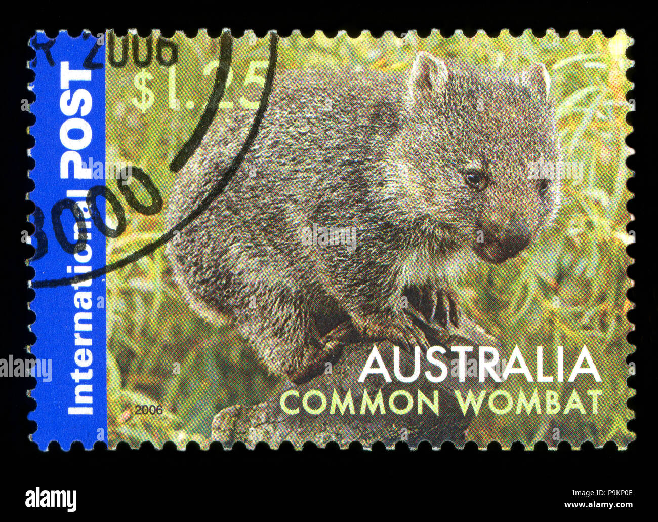 AUSTRALIA - circa 2006: un timbro dall Australia mostra immagine di un comune wombat (Vombatus ursinus), circa 2006 Foto Stock
