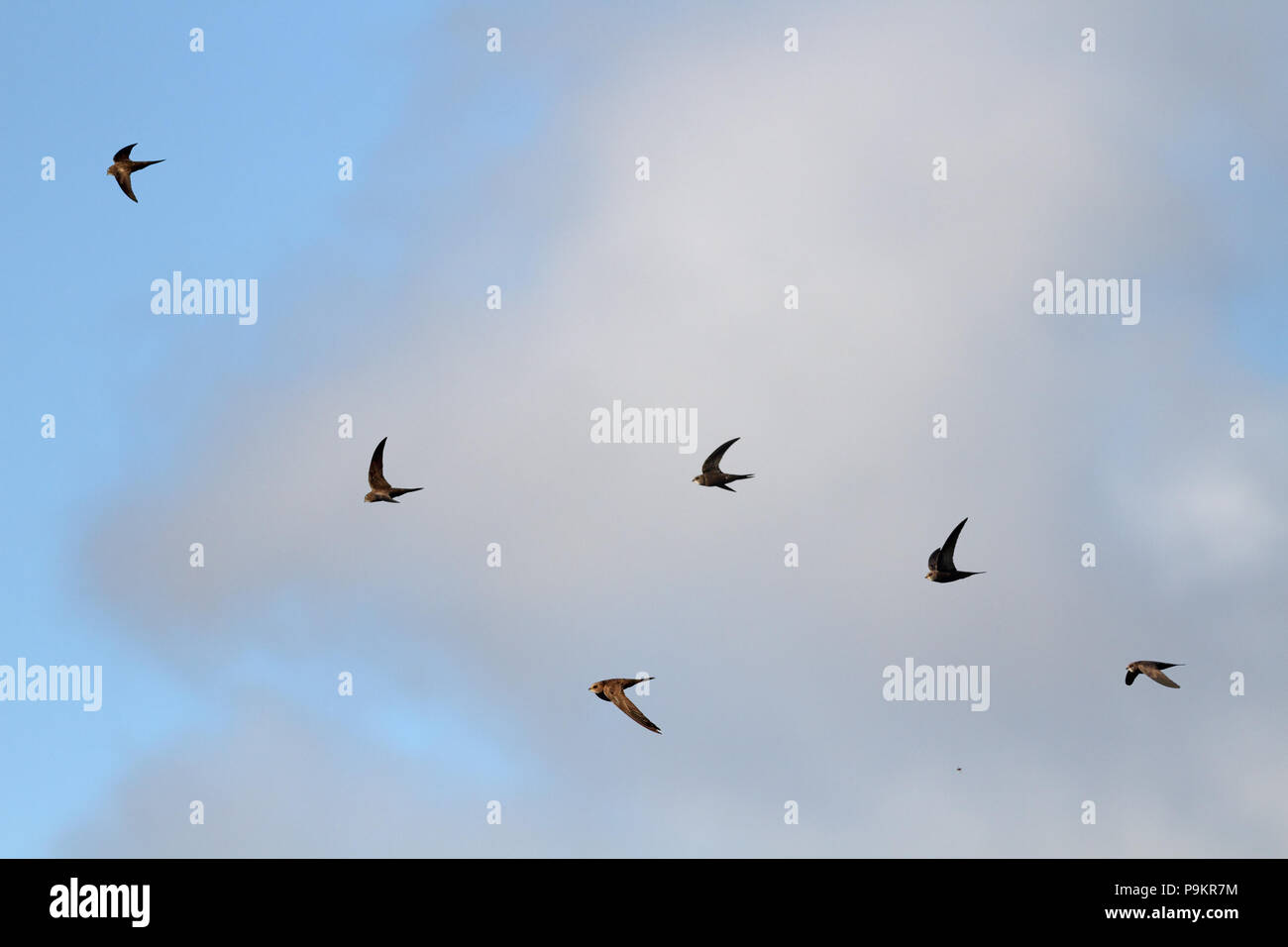 Parecchie rondini in volo contro il cielo nuvoloso (aggiunto alcuni più rondini all'immagine originale) Foto Stock
