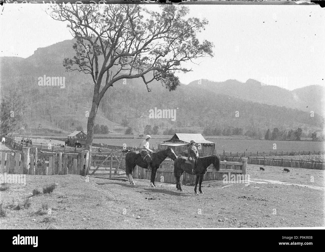 295 SLNSW 8917 Due donna a cavallo con cavalli suini e bovini Foto Stock