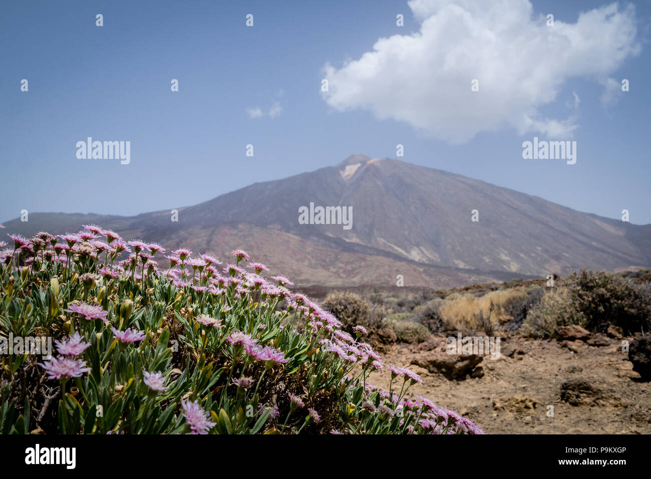 Il monte Vulcano Teide Tenerife con una nuvola sopra e nella steppa arida e rosa ad arbusto fiori (rosalillo de cumbre o Pterocephalus lasiospermus) Foto Stock
