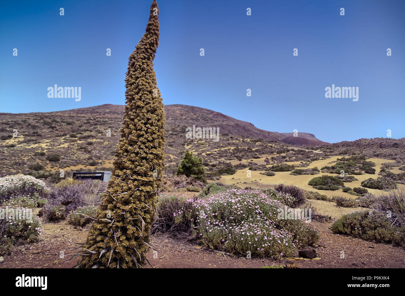 La cuspide prominente infiorescenza di verde (Tajinaste wilpretii echium, Tenerife bugloss) nell'arido paesaggio vulcanico del Monte Teide fuori stagione Foto Stock