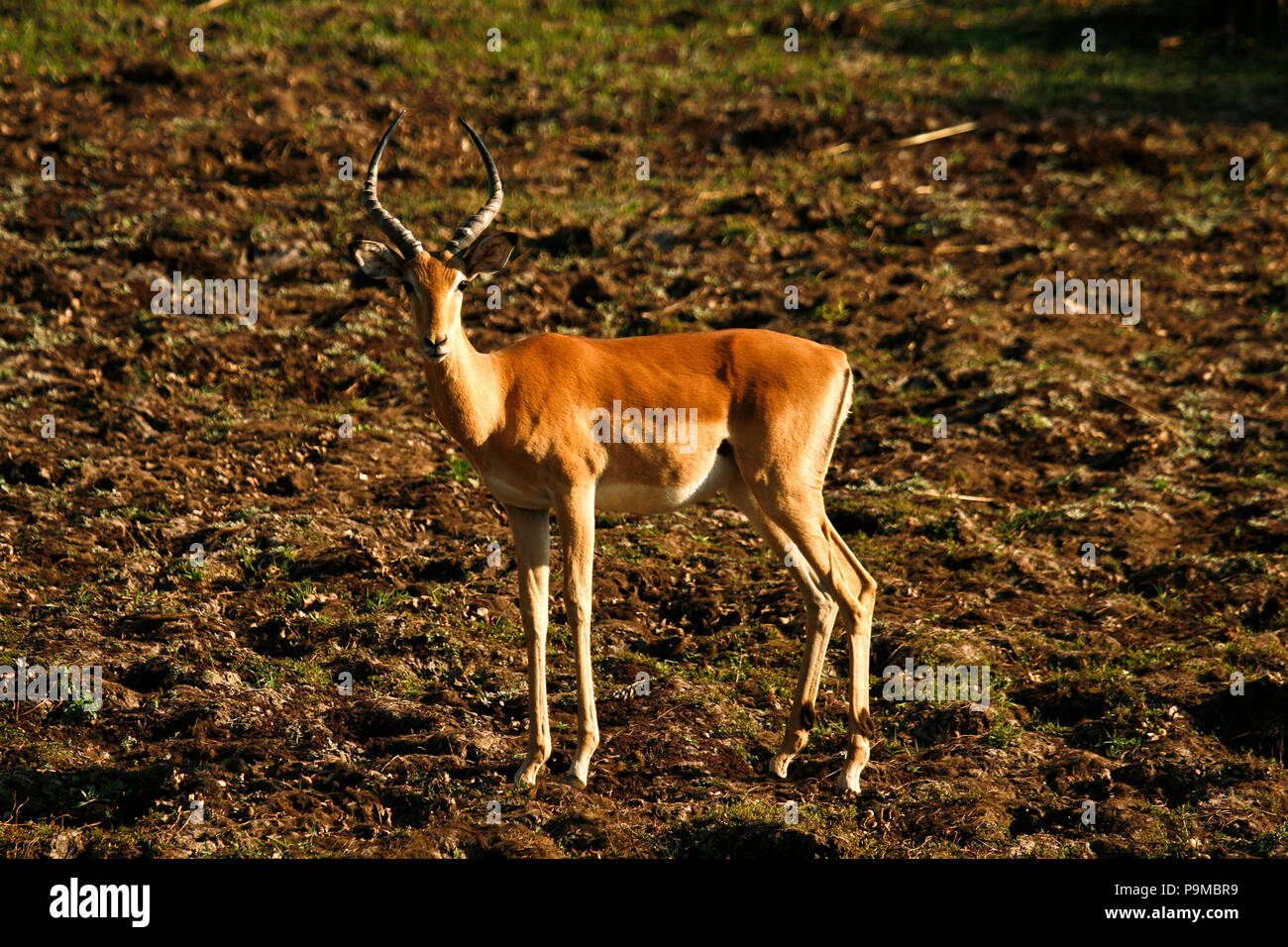 Impala, Aepyceros melampus nel Parco Nazionale di Mana Pools. Zimbabwe Foto Stock