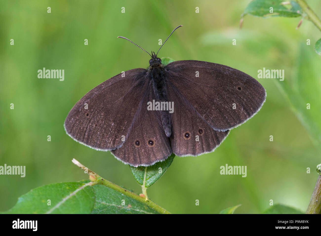 Ringlet butterfly (Aphantopus hyperantus) riscaldamento fino al mattino con alette aperte Foto Stock