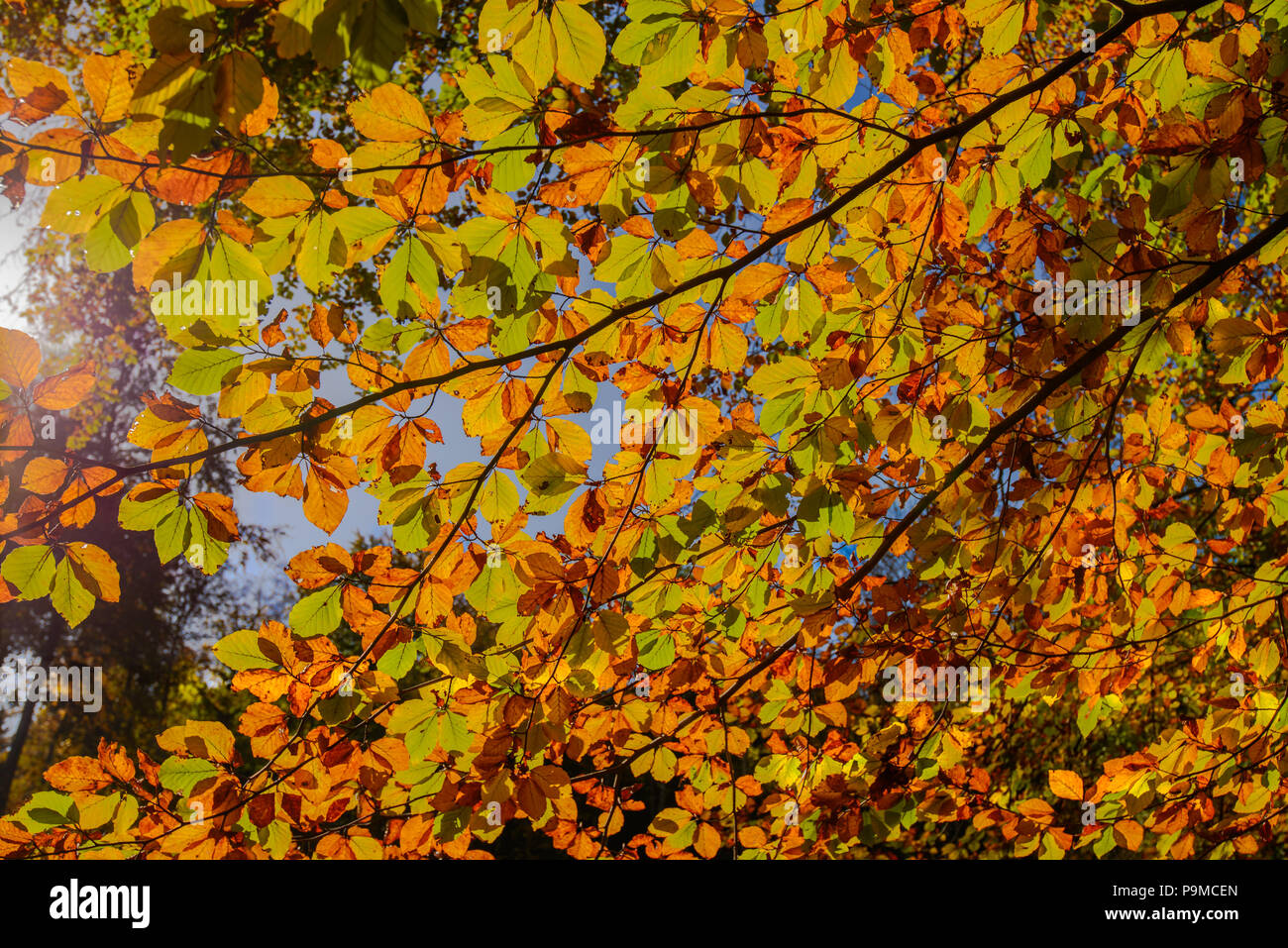 Autunno dorato della luce attraverso le foglie colorate nella foresta. Foresta Vicino Bussigny, Svizzera Foto Stock