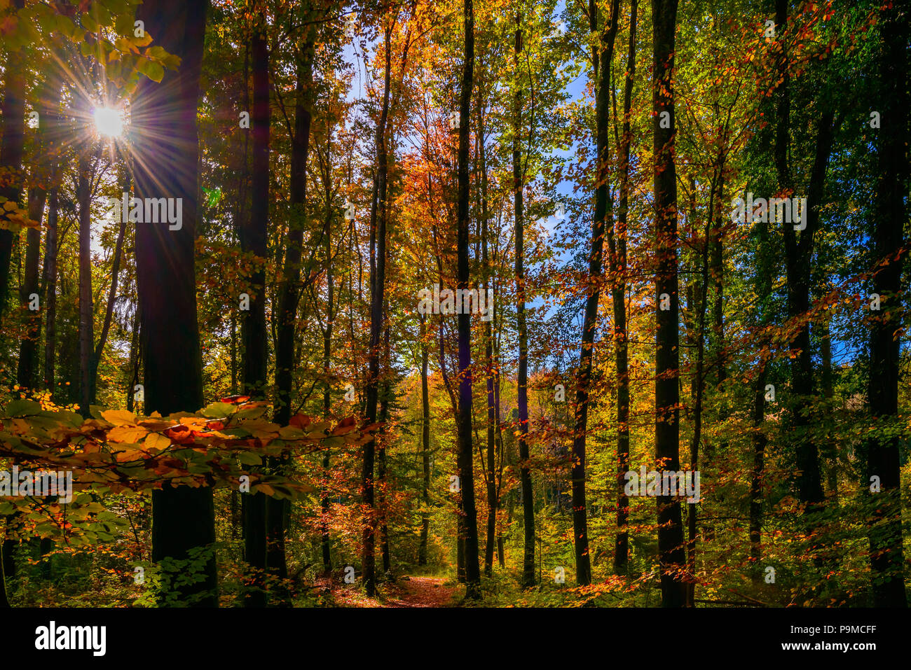 Autunno dorato della luce attraverso le foglie colorate nella foresta. Foresta Vicino Bussigny, Svizzera Foto Stock
