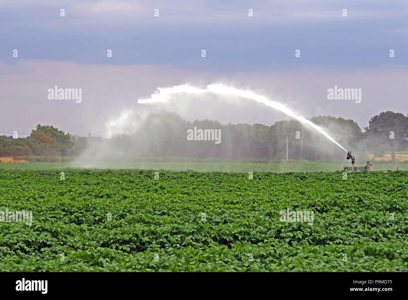 Soffione di erogazione dell'acqua in un Yorkshire campo di coltivazione di patate, estate, England, Regno Unito Foto Stock