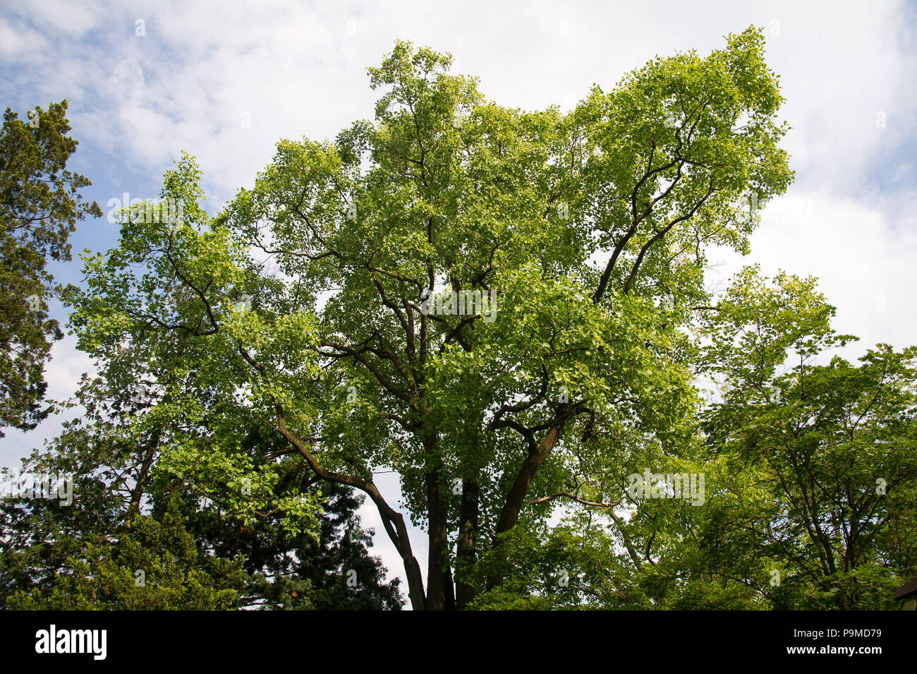 Liriodendron Tulipifera in Arboretum Wirty fondata nel 1875 da Adam Putrich e Adam Schwappach in Wirty, Polonia. 10 giugno 2018 © Wojciech Strozyk / A Foto Stock