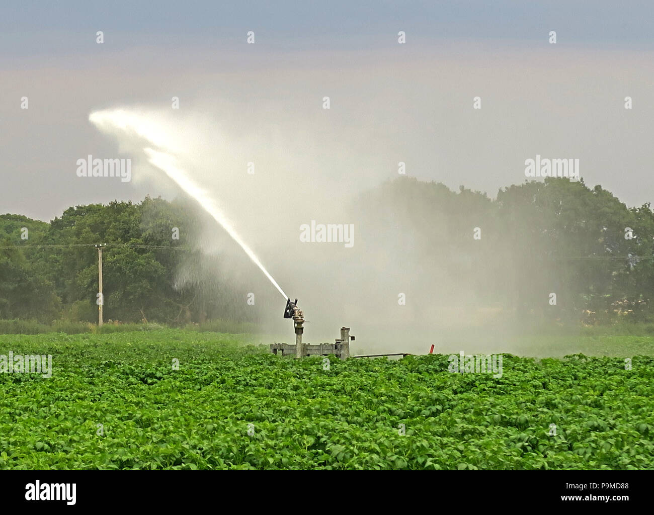 Soffione di erogazione dell'acqua in un Yorkshire campo di coltivazione di patate, estate, England, Regno Unito Foto Stock