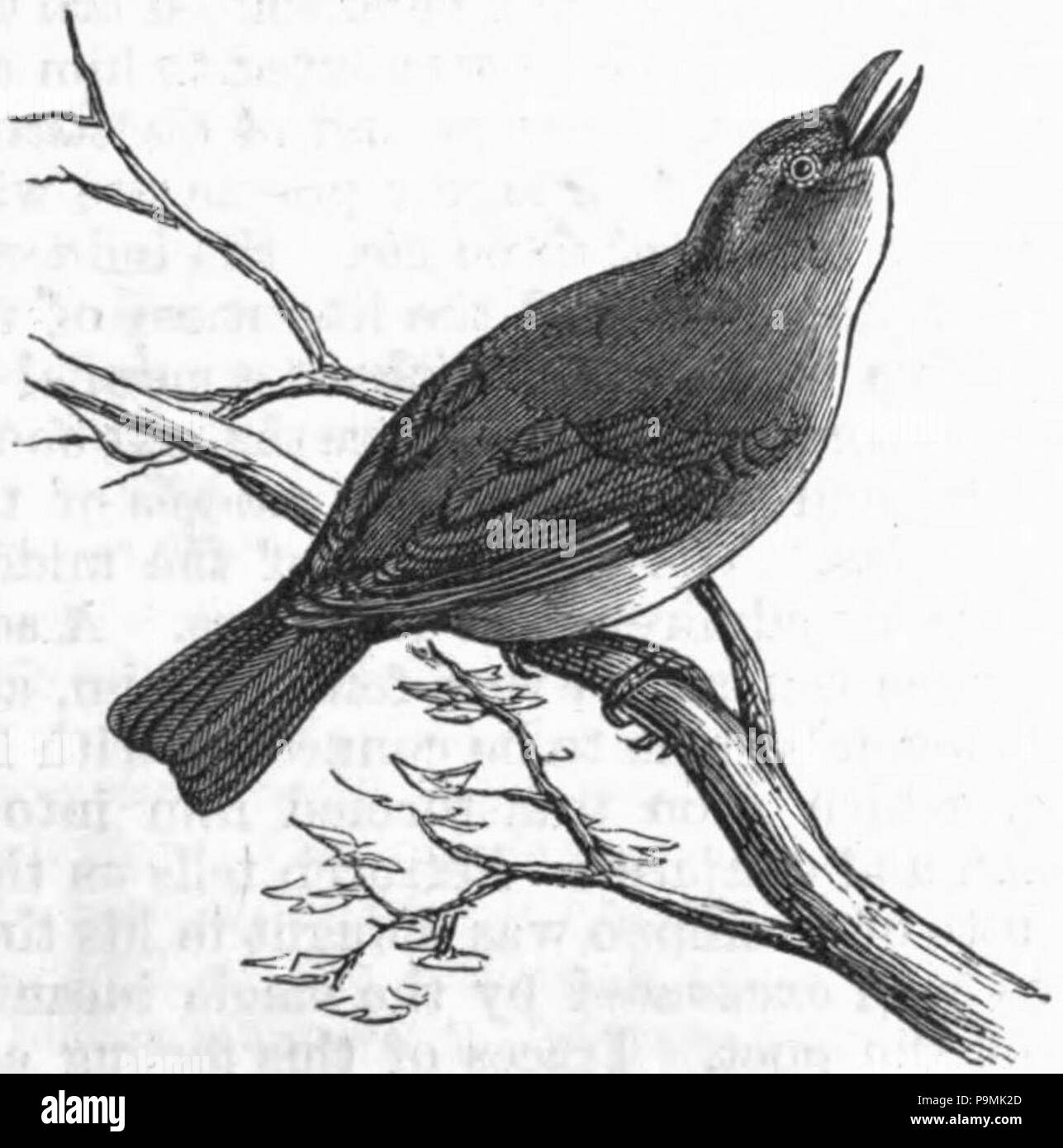 122 AmCyc Vireo - red-eyed vireo Foto Stock