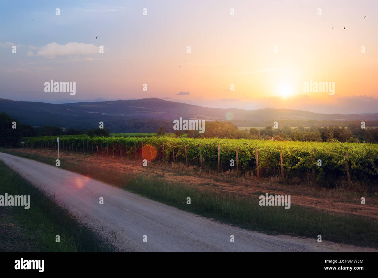 Alba sul vigneto di uva; estate winery regione paesaggio di mattina Foto Stock