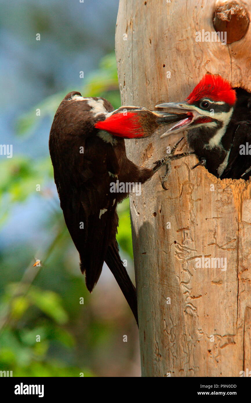 Picchio Pileated alimentare un pulcino femmina. Foto Stock
