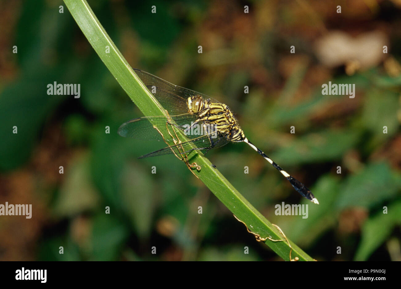 Un potente verde libellula Skimmer Orthetrum sabina aluci su un reed. Foto Stock