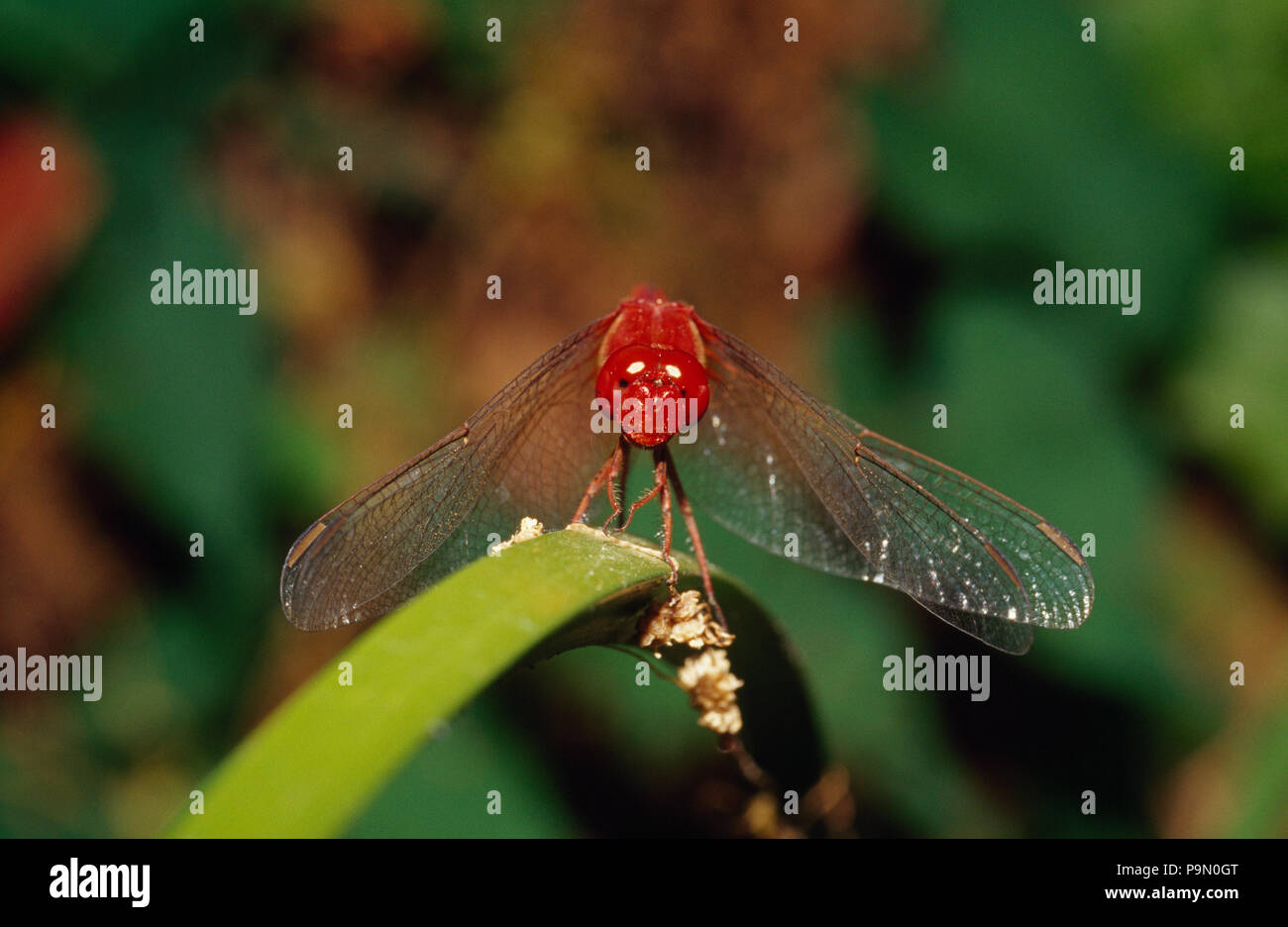 Un potente oriental scarlet dragonfly, Crocothemis servilia su un reed. Foto Stock