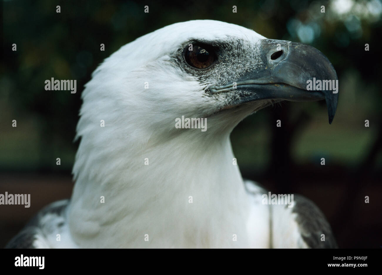 In prossimità della faccia di un bianco-mare panciuto-Eagle. Foto Stock