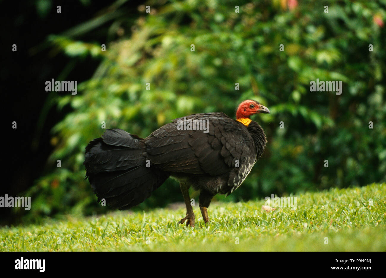 La spazzola-Turchia è una foresta pluviale di uccelli di terra da nord Australia. Foto Stock
