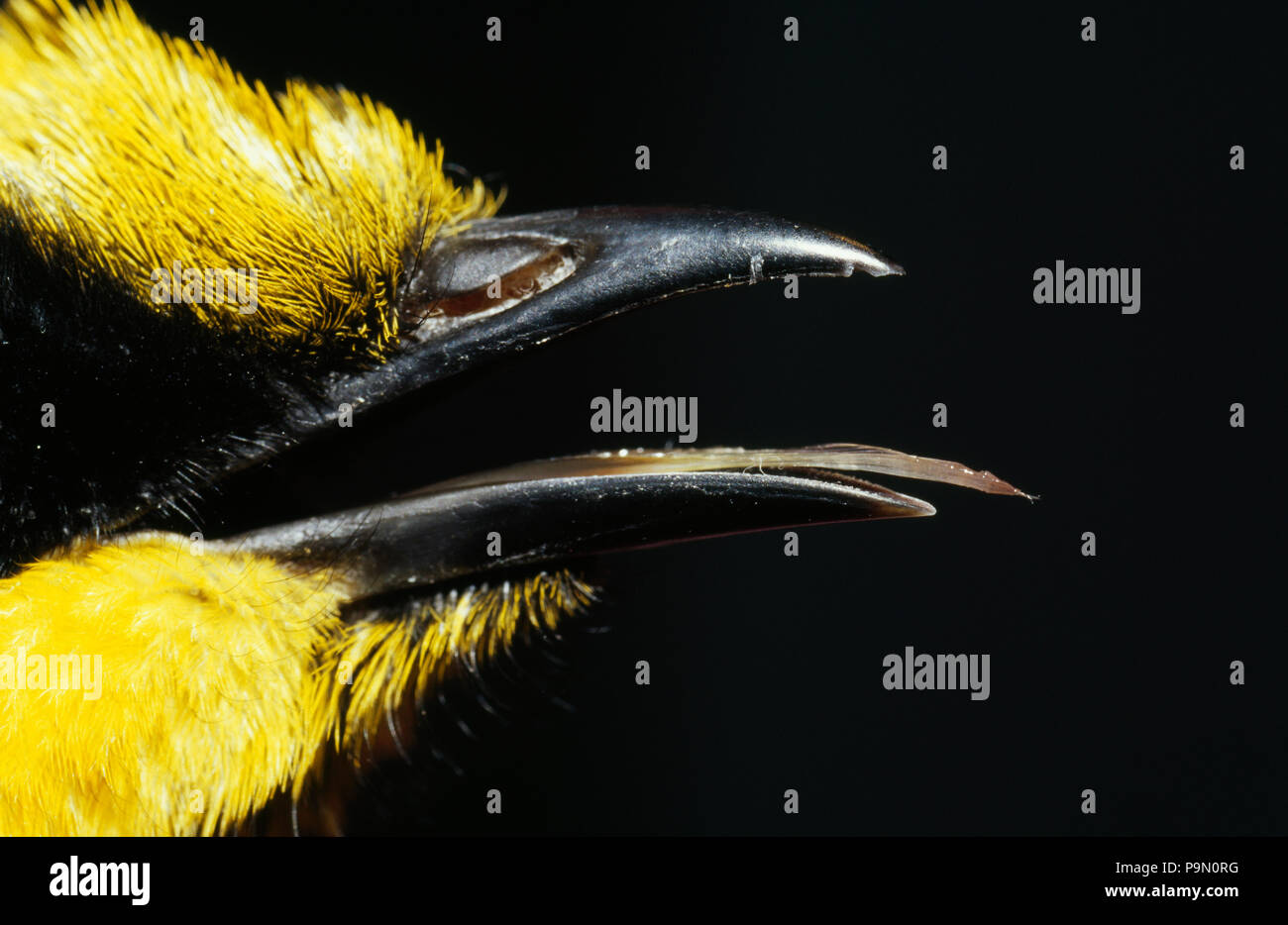 La linguetta di selvaggina di penna e il becco di una specie minacciata helmeted honeyeater. Foto Stock