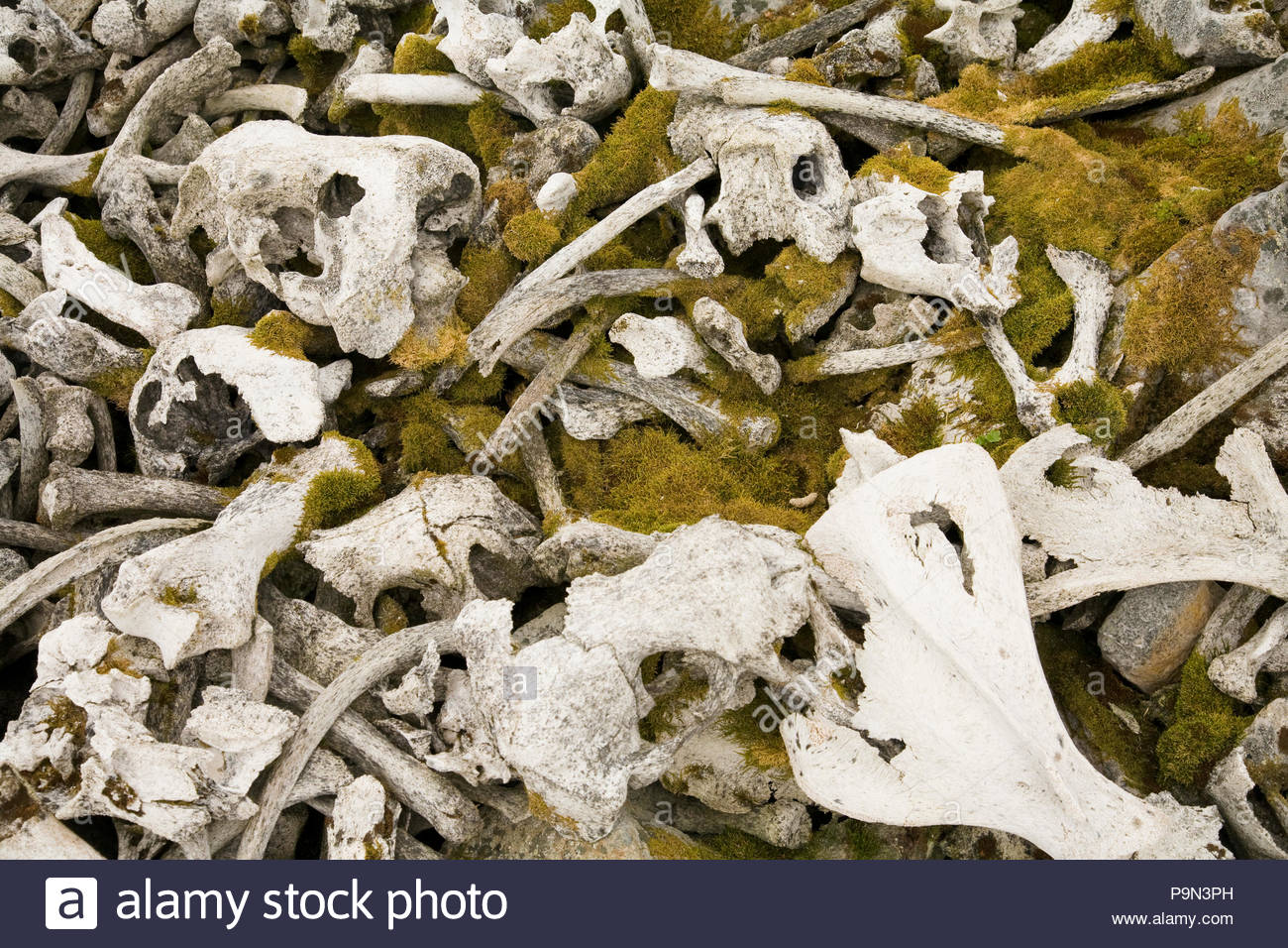 Mossy trichechi ossa in corrispondenza di un sito di caccia fare un cimitero degli animali. Foto Stock