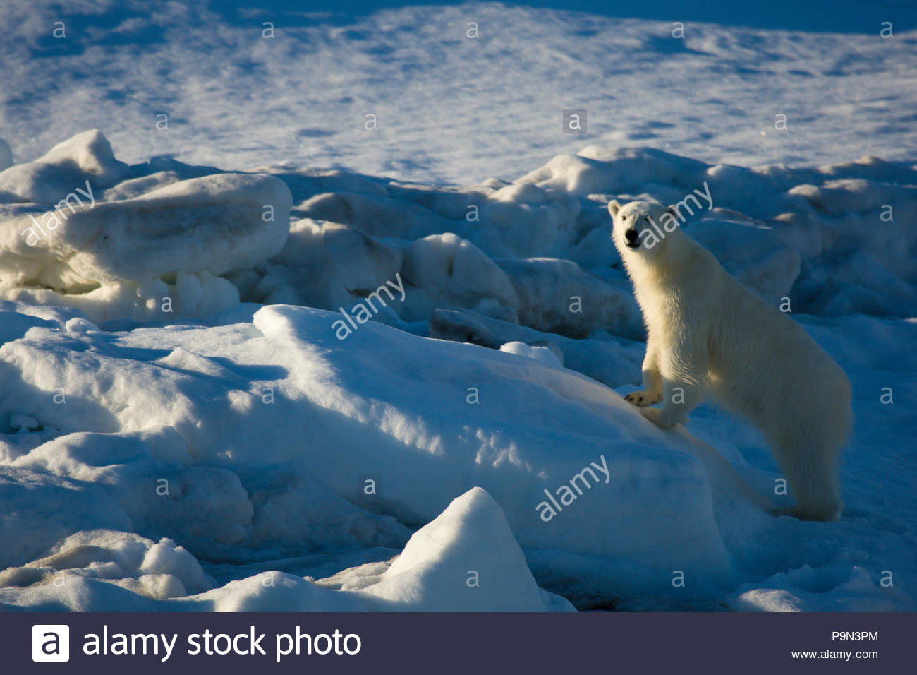 Orso polare, Ursus maritimus, sulla banchisa. Foto Stock