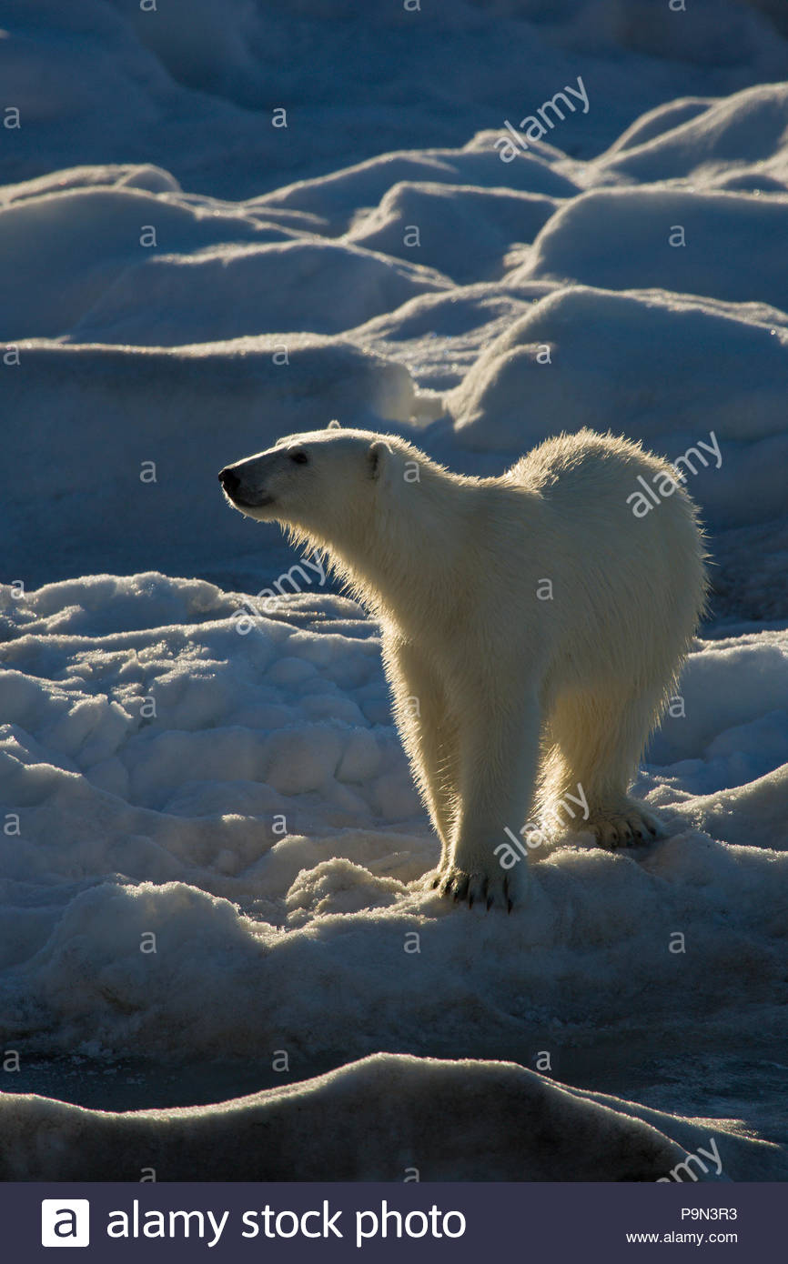 Orso polare, Ursus maritimus, sulla banchisa. Foto Stock