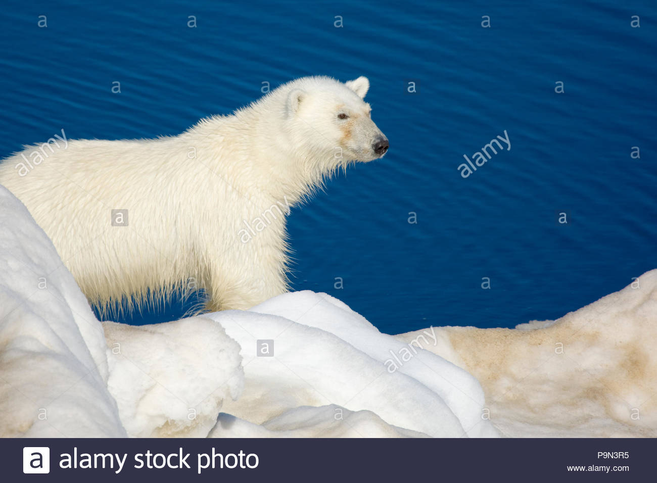Orso polare, Ursus maritimus, sulla banchisa a bordo d'acqua. Foto Stock