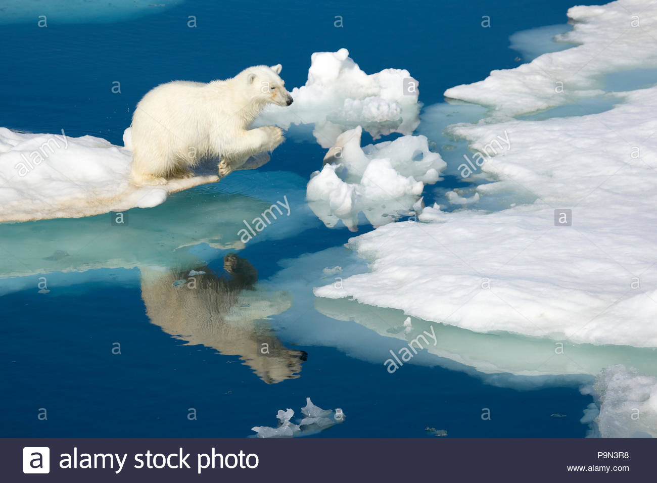 Orso polare, Ursus maritimus, sulla banchisa a bordo d'acqua. Foto Stock