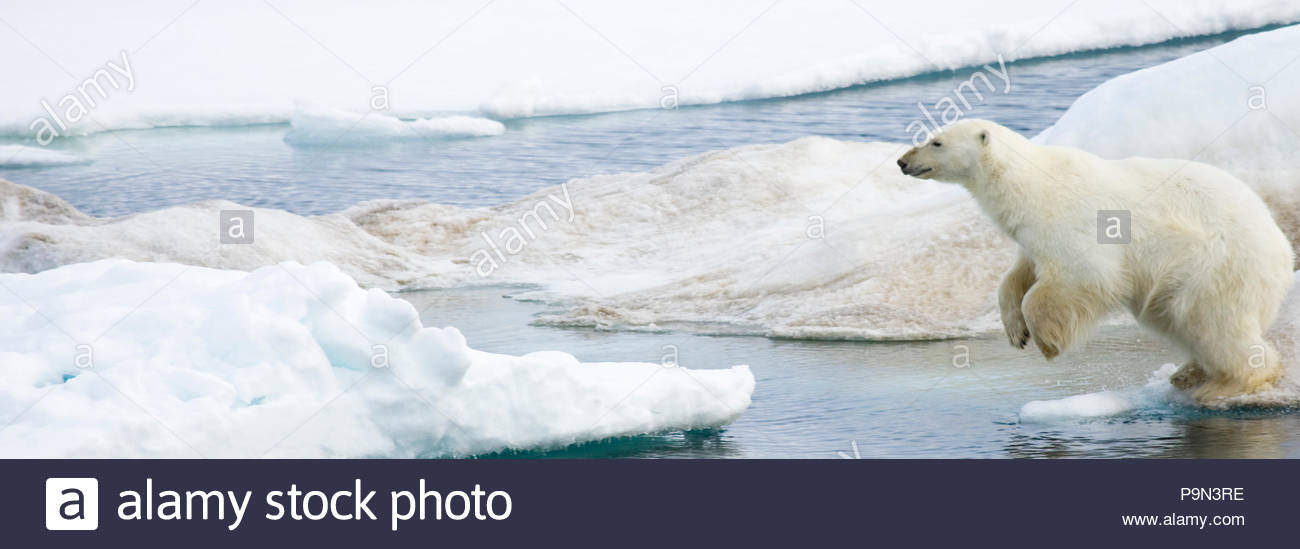 Orso polare, Ursus maritimus, saltando sulla banchisa a bordo d'acqua. Foto Stock