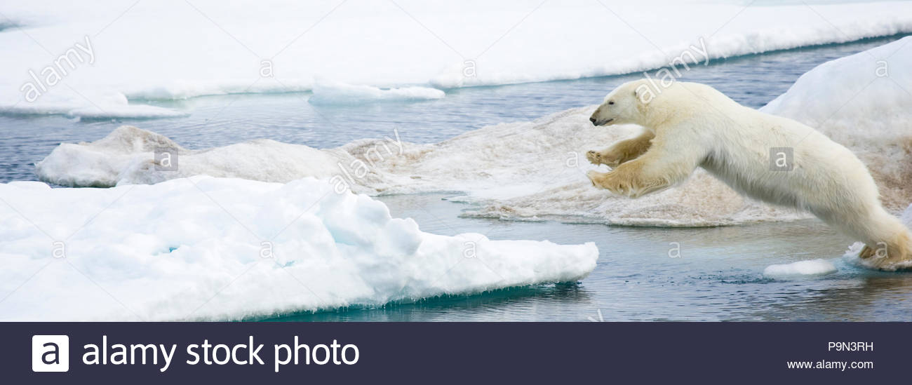 Orso polare, Ursus maritimus, saltando sulla banchisa a bordo d'acqua. Foto Stock