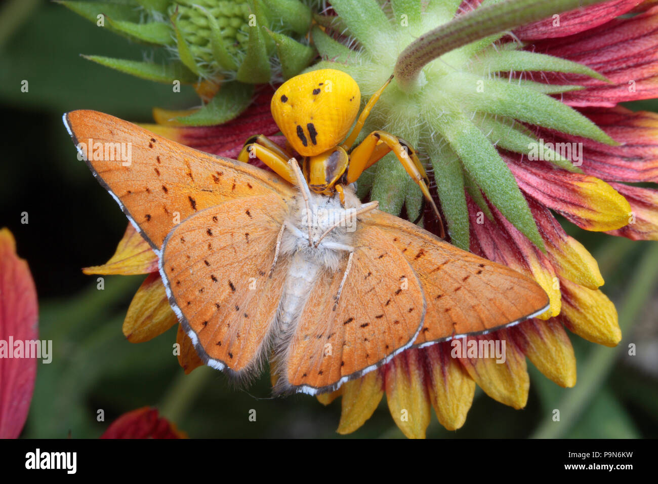 Il ragno granchio di alimentazione su un marchio metallico butterfly ha teso una imboscata ad un fiore. Foto Stock