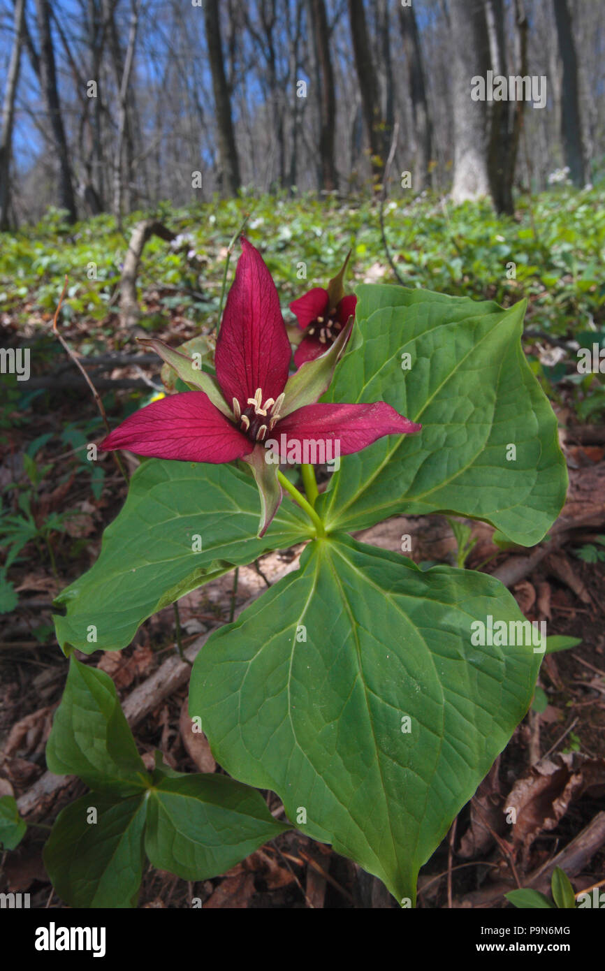Red trillium ha cattivo odore di marcio carne per attrarre fly impollinatori. Foto Stock