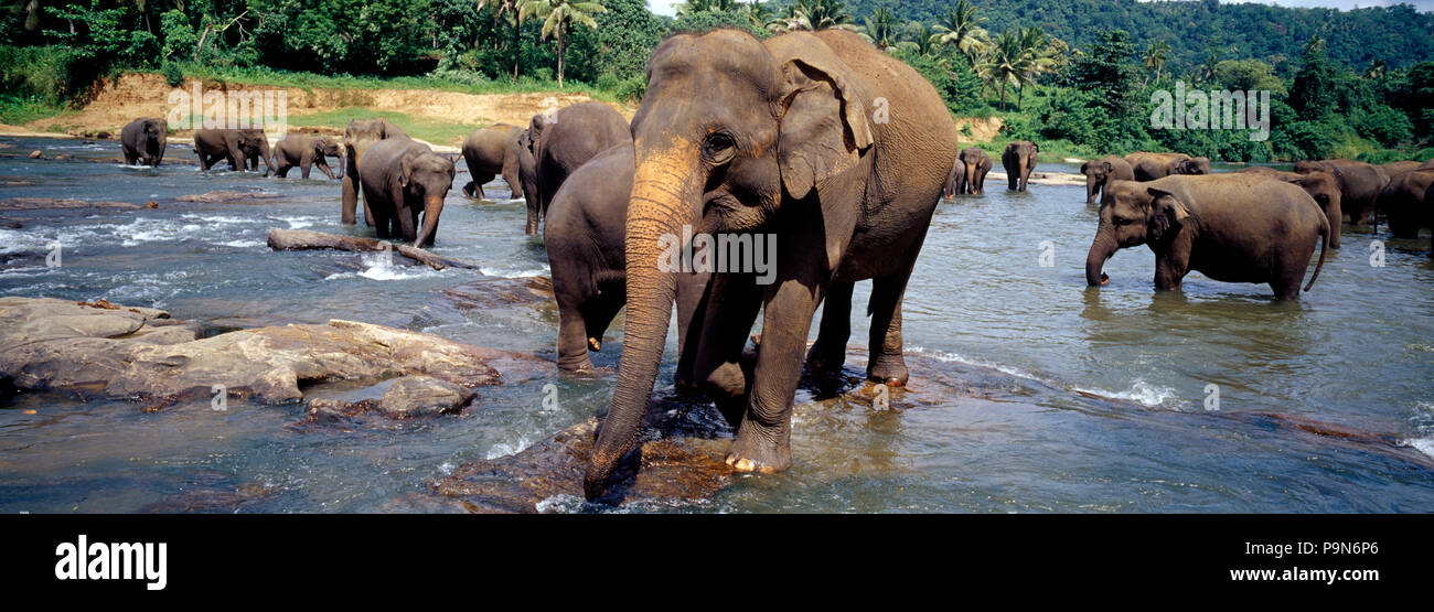 Un allevamento di specie in pericolo elefanti asiatici bagnarsi in una vasta foresta pluviale del fiume. Foto Stock