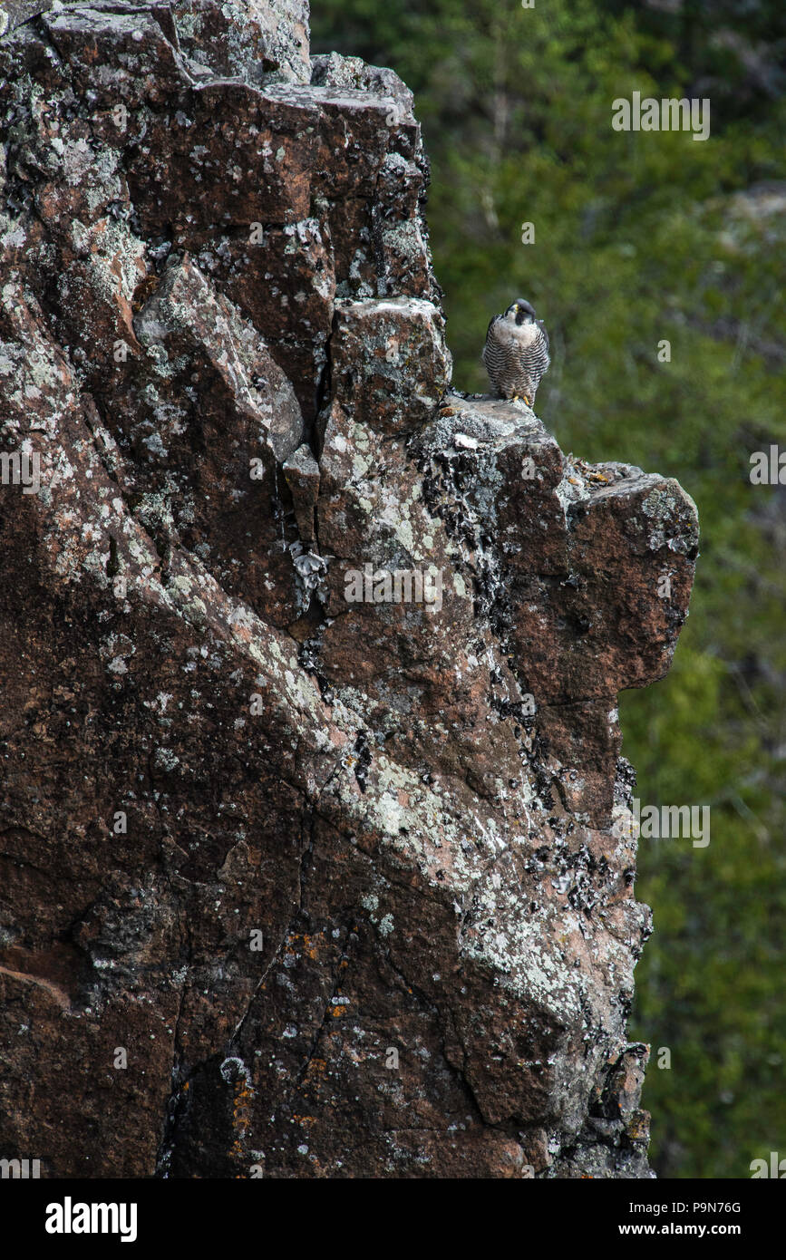 Falco pellegrino, Indian Head Rock, Ouimet Canyon, Ouimet Canyon Parco Provinciale, Ontario, Canada, da Bruce Montagne/Dembinsky Foto Assoc Foto Stock