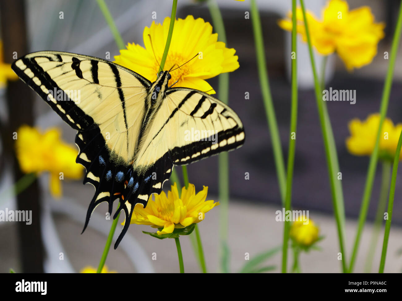 Incredibile a coda di rondine di alimentazione a farfalla su un fiore coreopsis all sua proboscide. Foto Stock