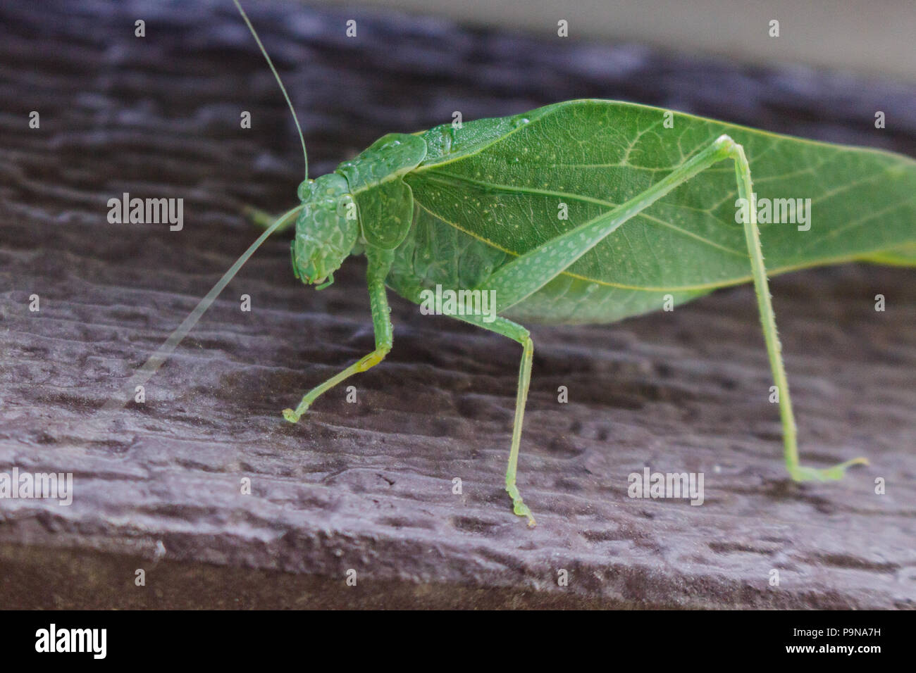 Una foglia katydid bug su un marrone porta dandovi l'occhio. Foto Stock