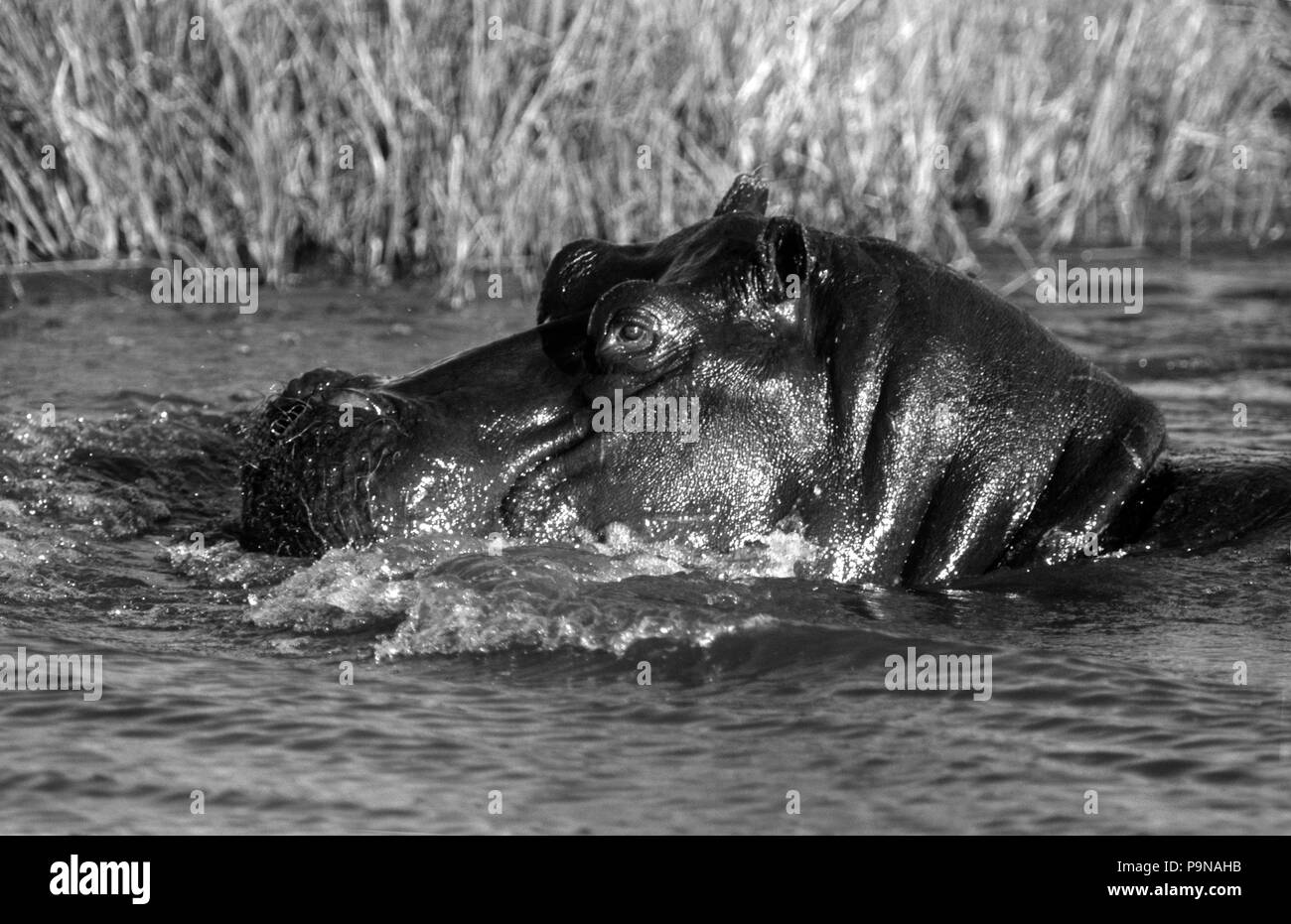Ippopotami (Hippopatamus Amphibius) sono molto & territoriale trascorrono la maggior parte della giornata in acqua - Moremi Game Reserve Foto Stock