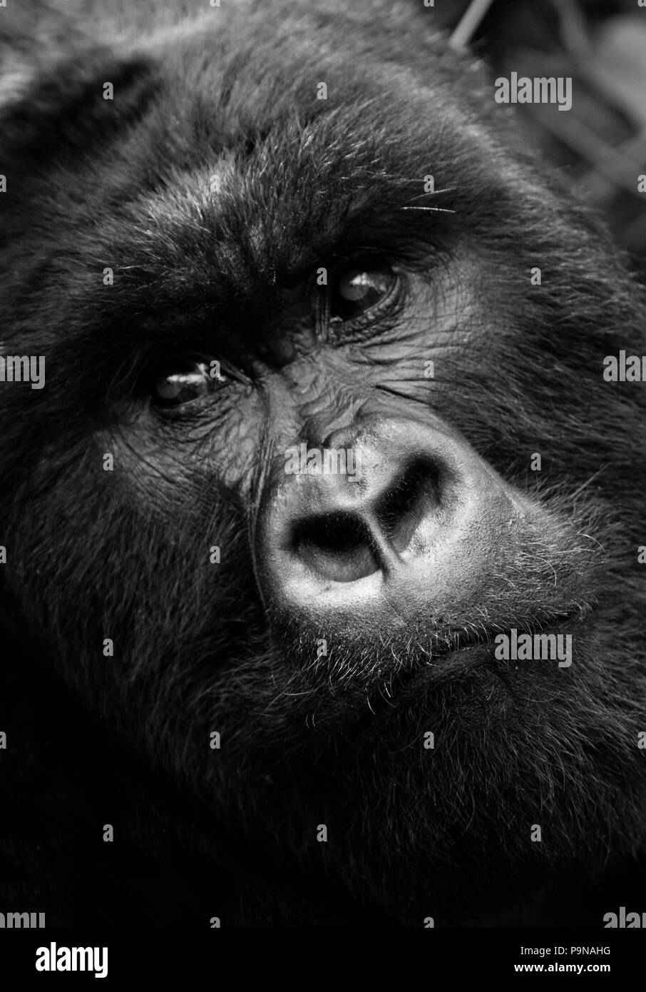 Un maschio di gorilla di montagna (Gorilla beringei beringei) del gruppo KWITONDA in VOLCANES PARCO NAZIONALE è sulle specie in via di estinzione elenco - RWANDA Foto Stock