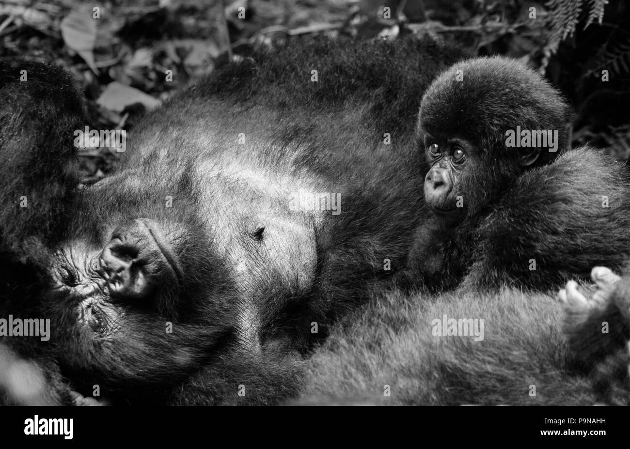 La madre e il bambino i gorilla di montagna (Gorilla beringei beringei) del gruppo KWITONDA nel Parco Nazionale dei Vulcani - Ruanda, Africa Foto Stock