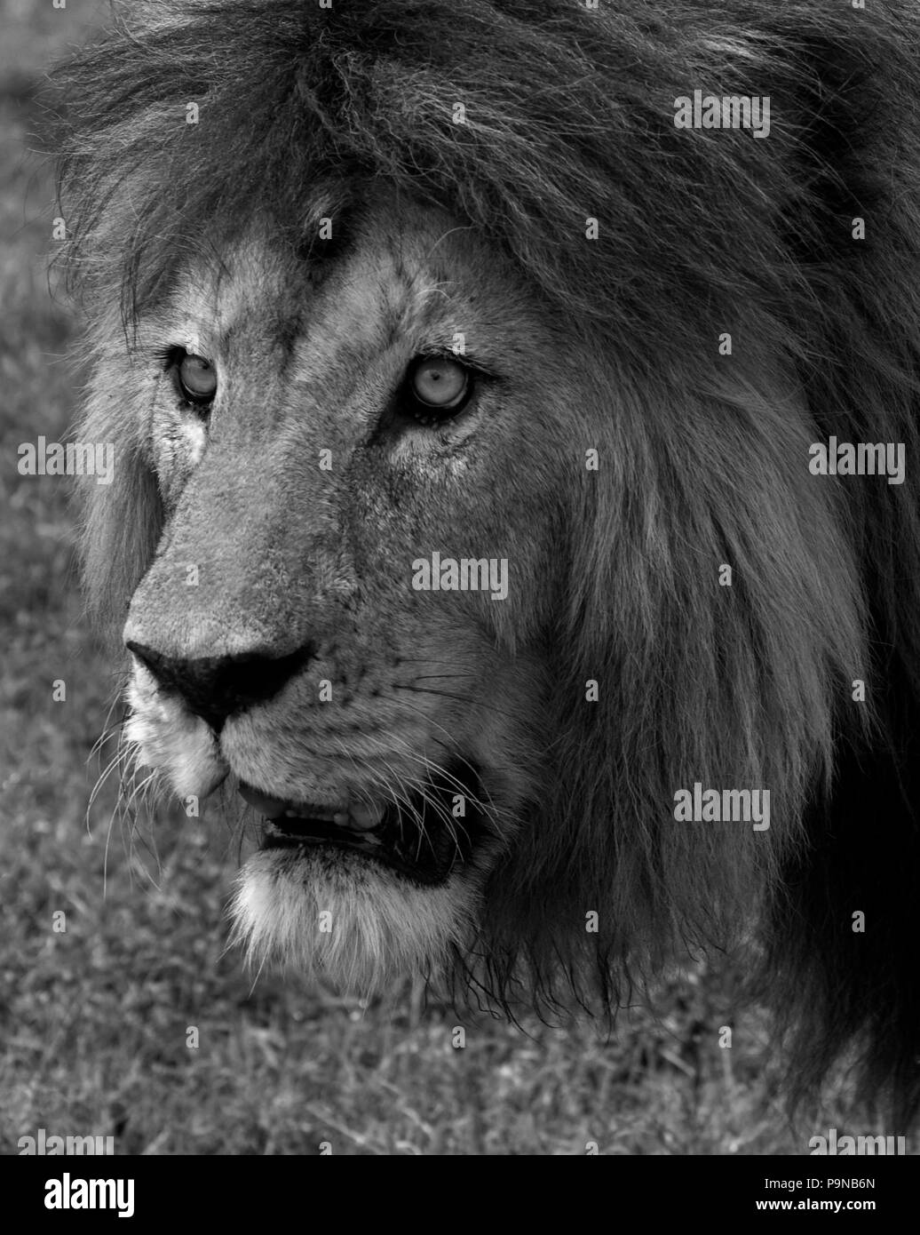 Un maschio adulto leone africano (Panthera Leo) piccioli la sua preda - cratere di Ngorongoro, Tanzania Foto Stock