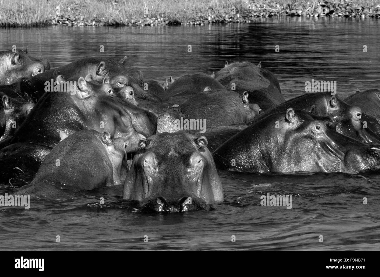 Un grande baccello di ippopotamo (Hippopotamus amphibius) nel fiume Zambezi - Zambia Foto Stock