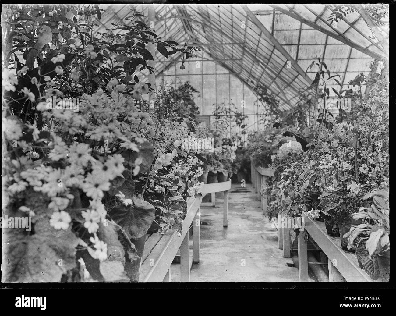 332 Inverno vetro-house presso i giardini pubblici in Invercargill, 1926 313333 ATLIB Foto Stock